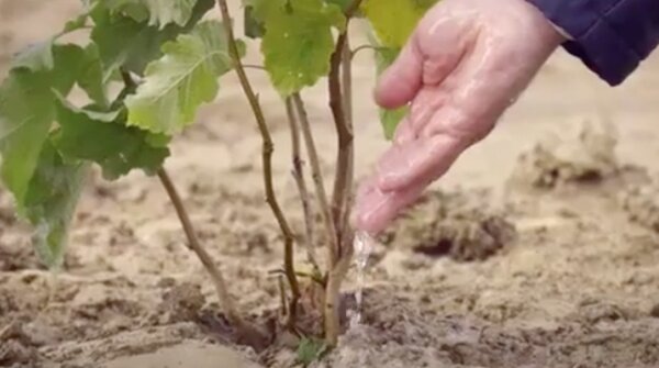 san benedetto, pressarea, comunicati, video, treedom